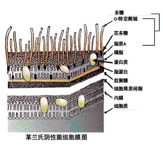 PURELAB flex^V(ni)RNaseDNaseͼ