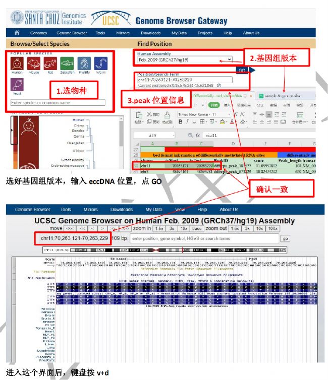 (1)MeRIP-seq的測(cè)序結(jié)果中篩選得來